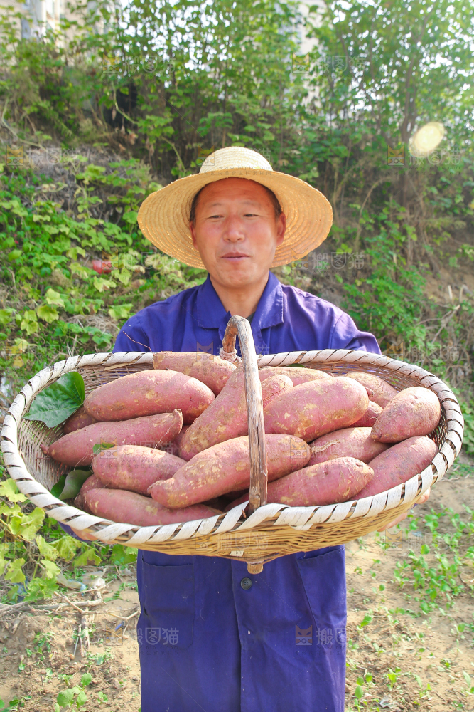手里拿着黃心板栗薯