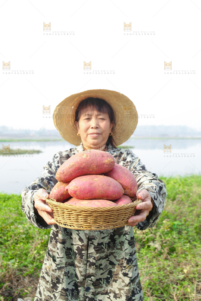 手里拿着黃心板栗薯