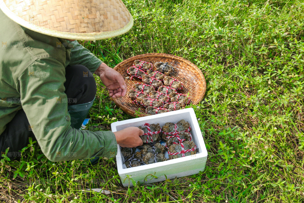 手里拿着阳澄湖大闸蟹
