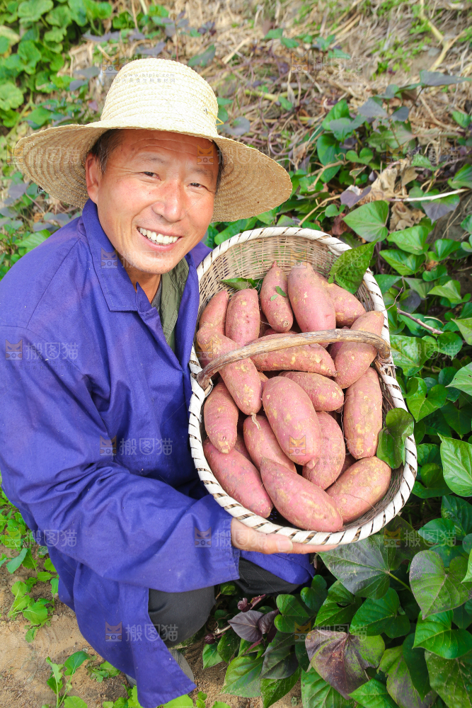 手里拿着黃心板栗薯