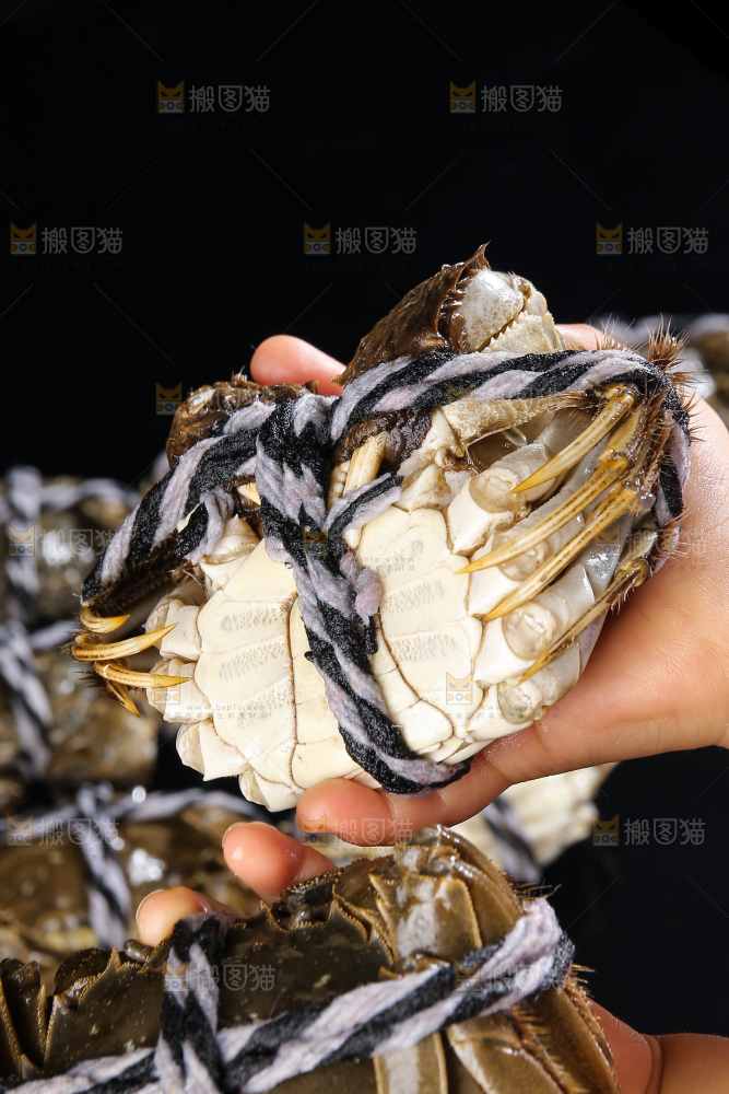 黑底上的鲜活大闸蟹