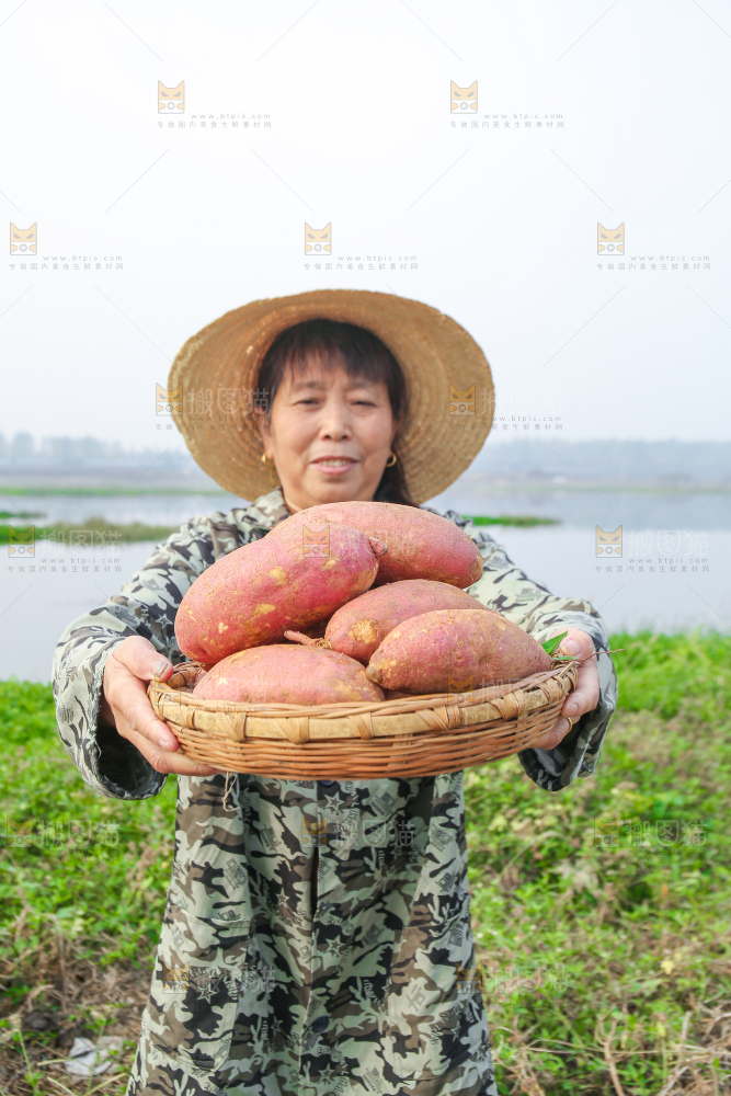 手里拿着黃心板栗薯