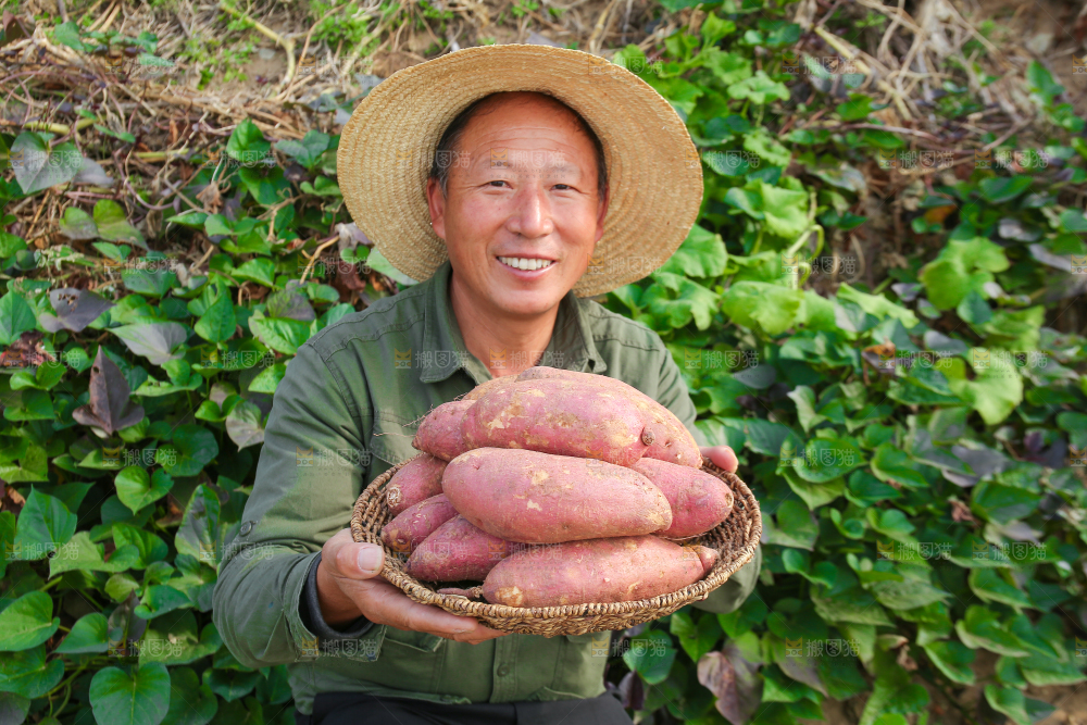 手里拿着黃心板栗薯
