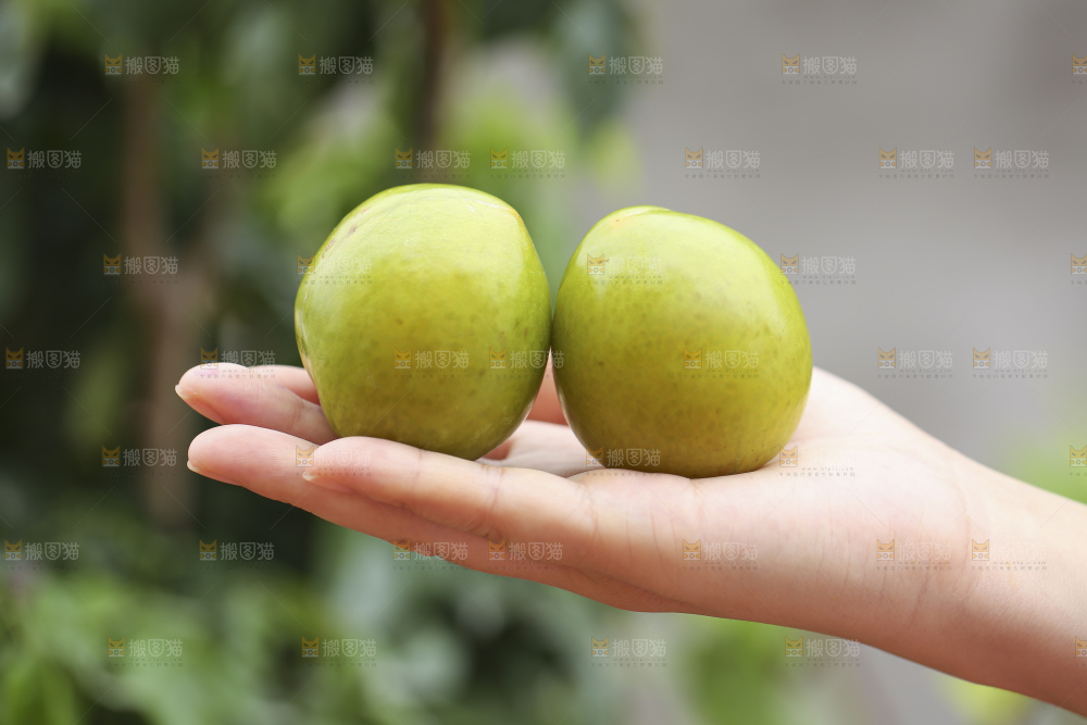 手里拿着恐龙蛋李子