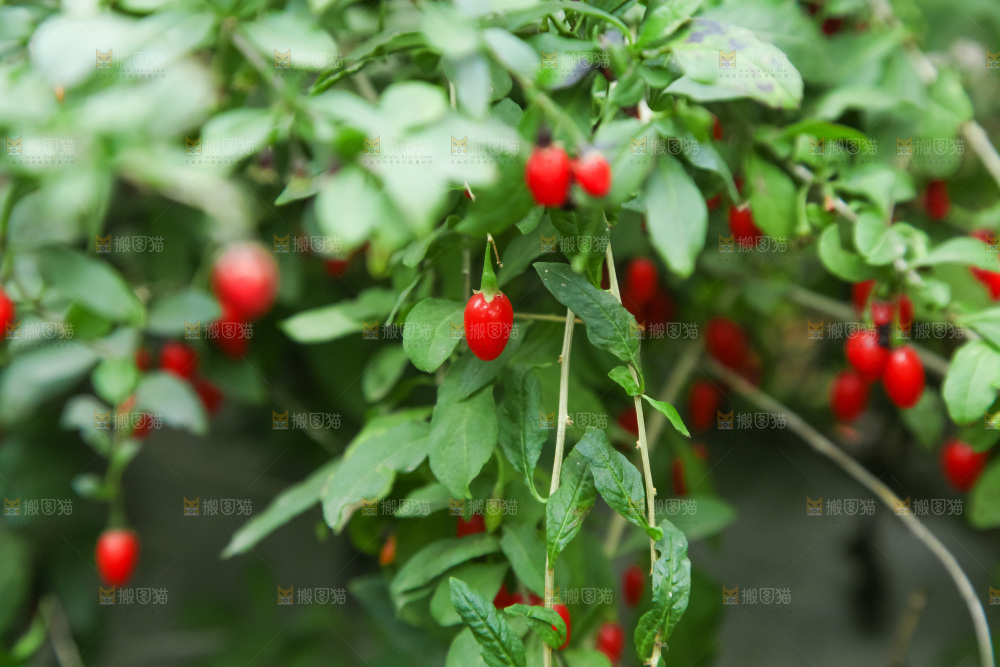 枸杞枝上的枸杞