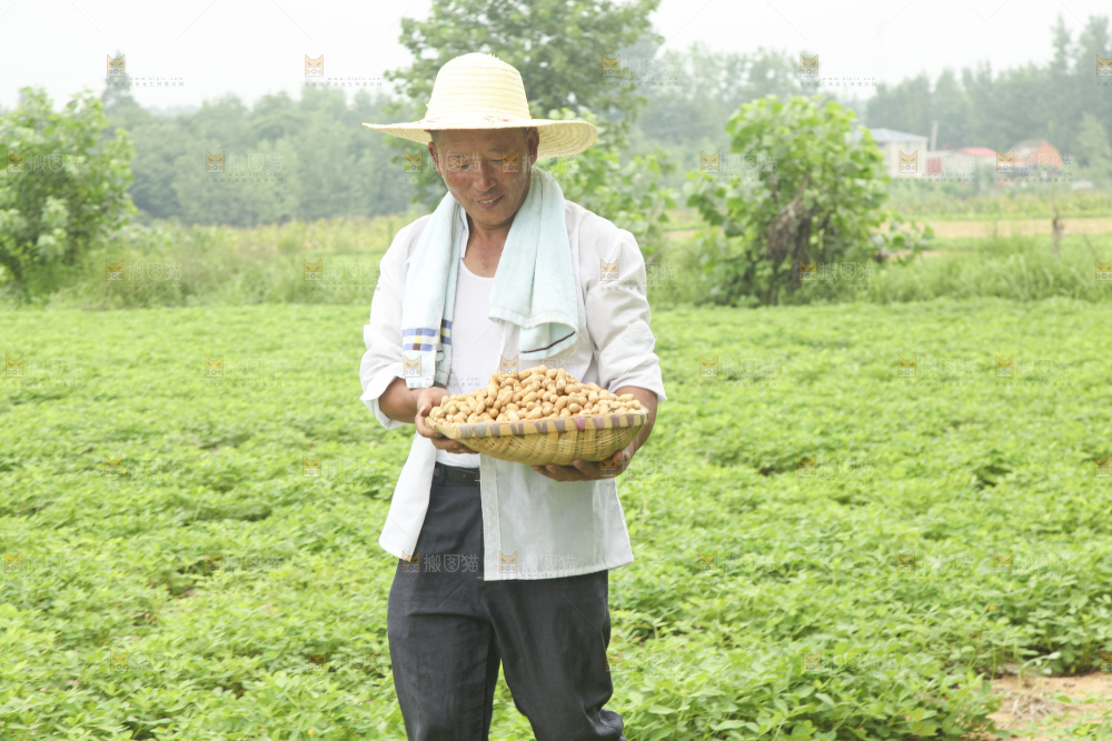 手里拿着现挖花生