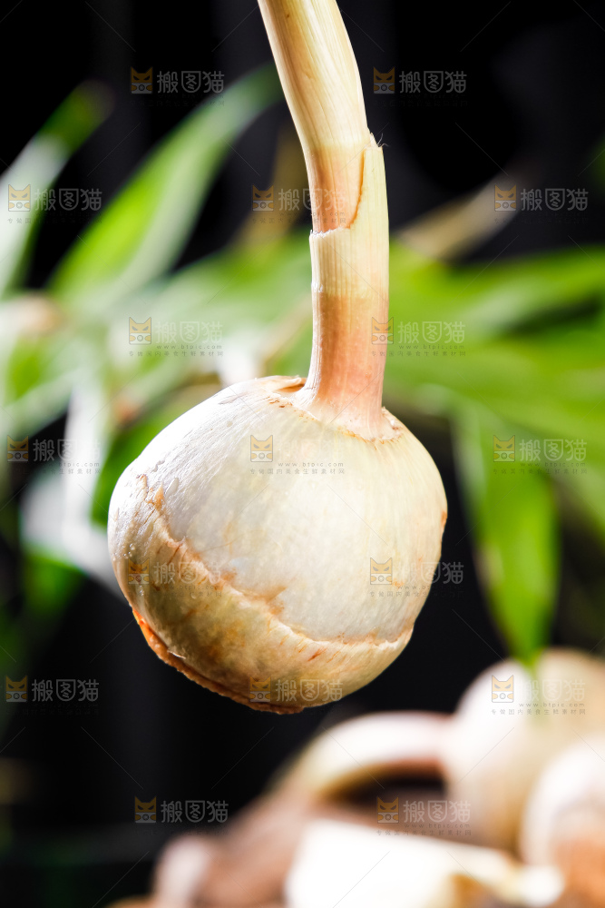手里拿着白茨菇