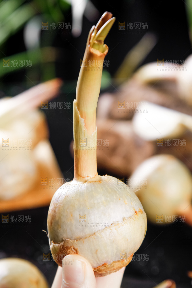 手里拿着白茨菇