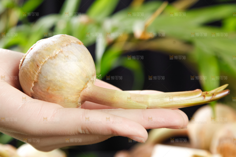 手里拿着白茨菇