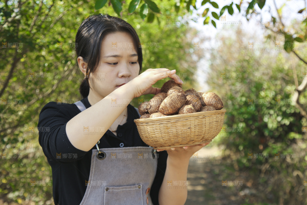 手里拿着新鲜小芋头