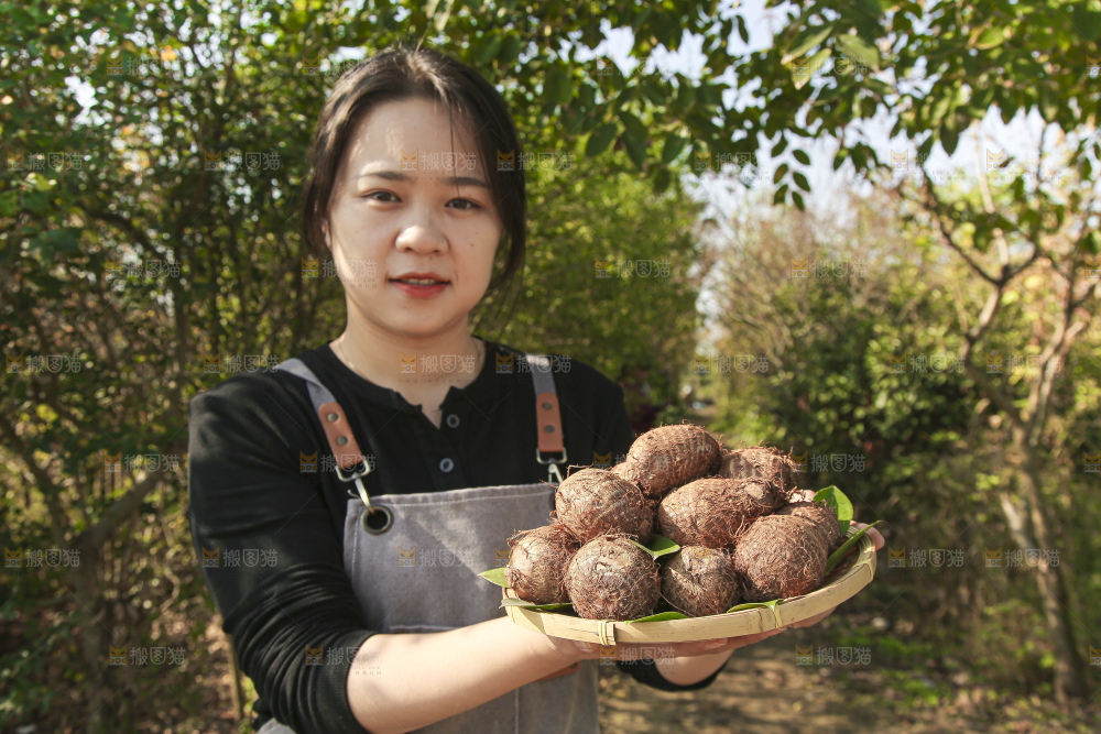 手里拿着新鲜小芋头