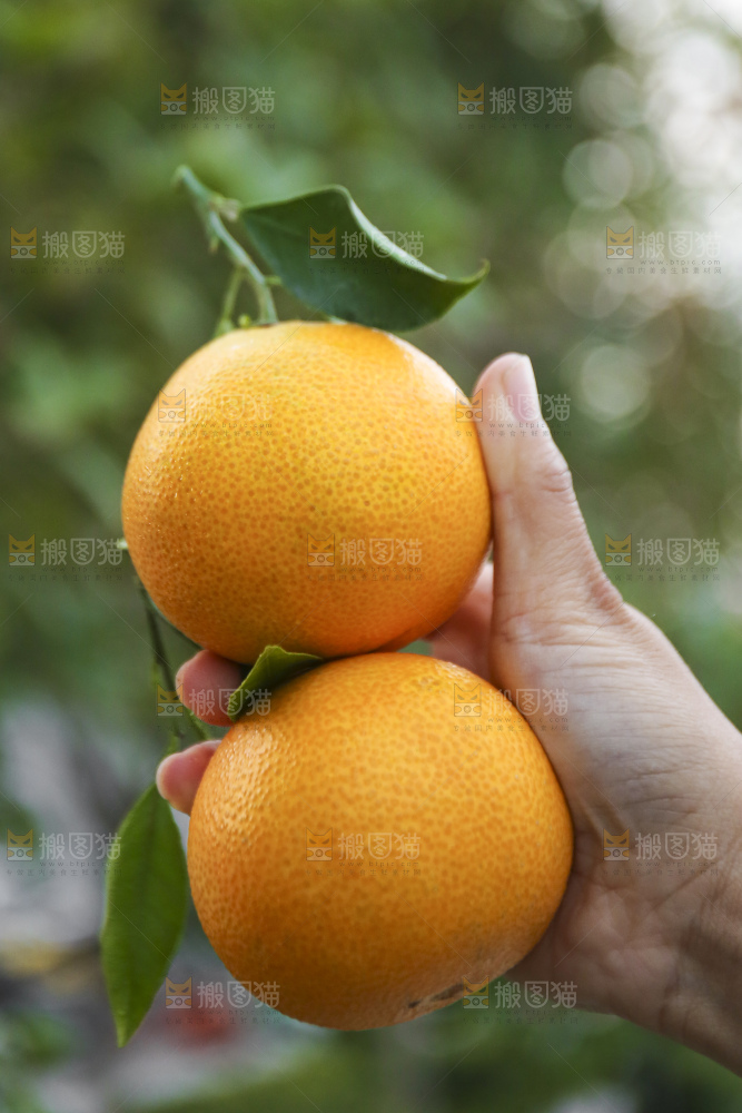 手里拿着爱媛果冻橙