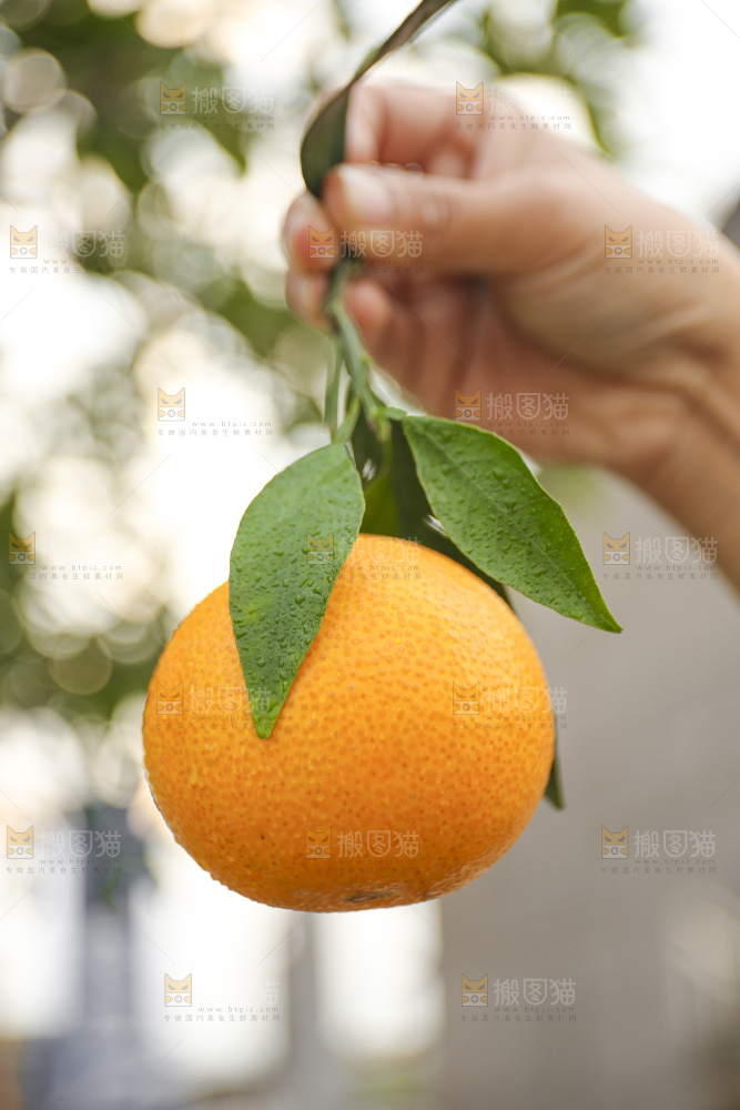 手里拿着爱媛果冻橙