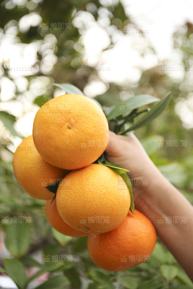 手里拿着爱媛果冻橙