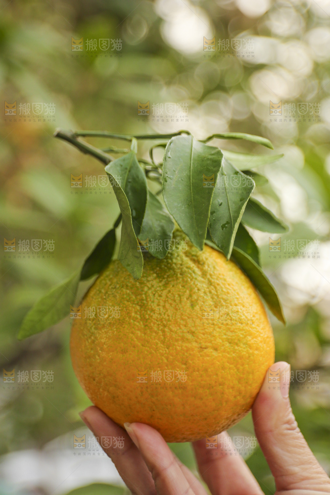 手里拿着丑八怪