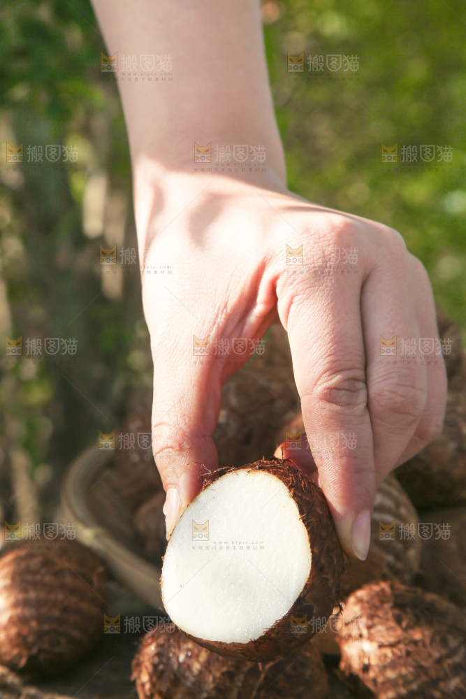 手里拿着新鲜小芋头
