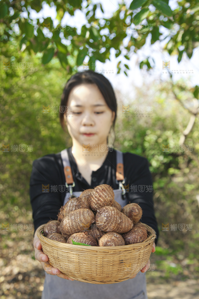 手里拿着新鲜小芋头