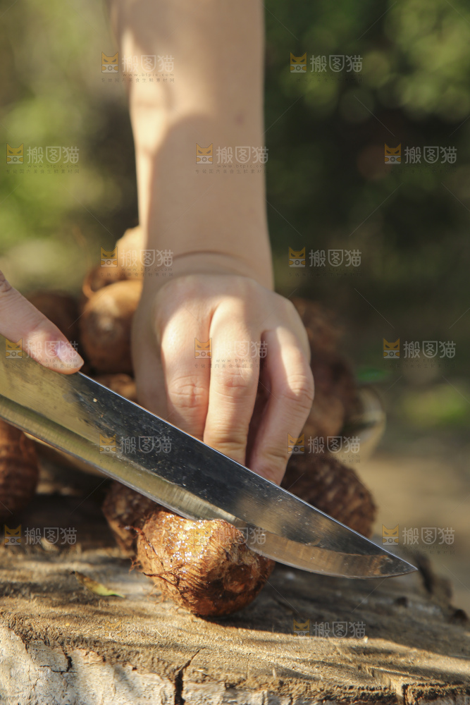 手里拿着新鲜小芋头