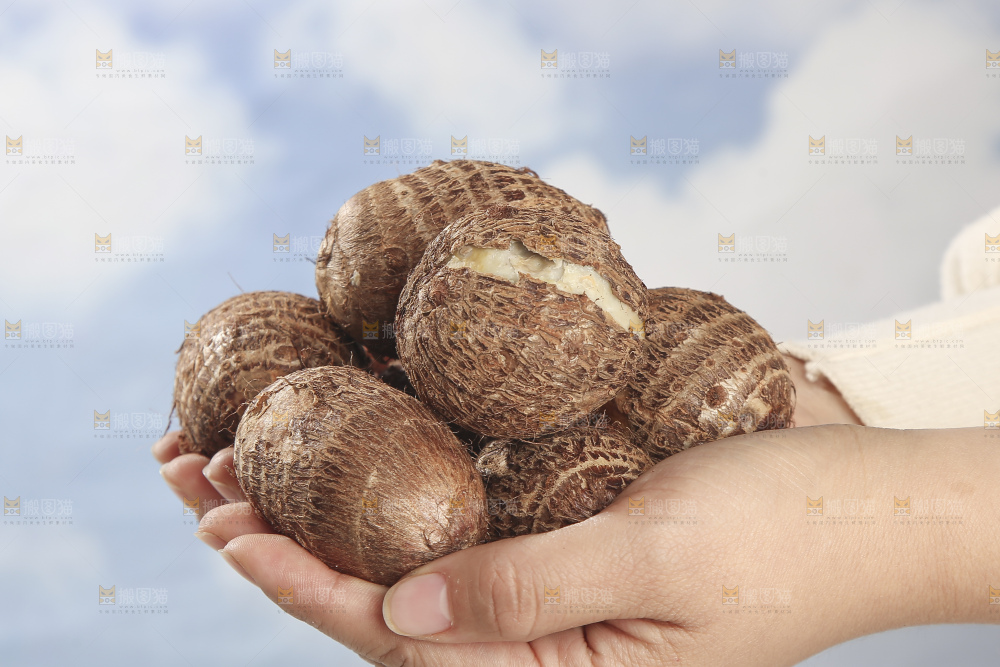 浅底上的新鲜小芋头