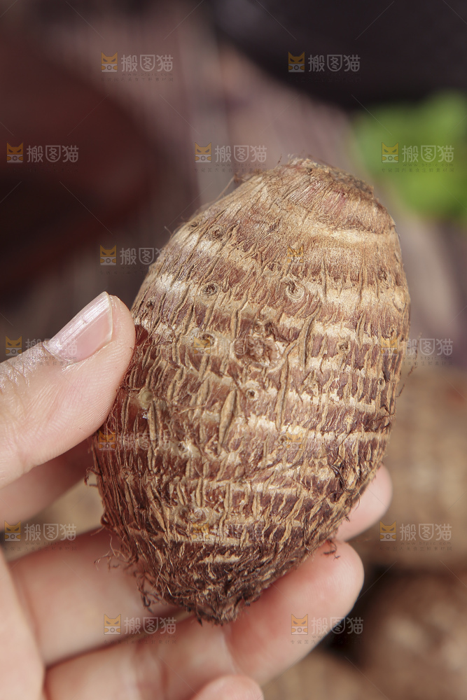 深底上的新鲜小芋头
