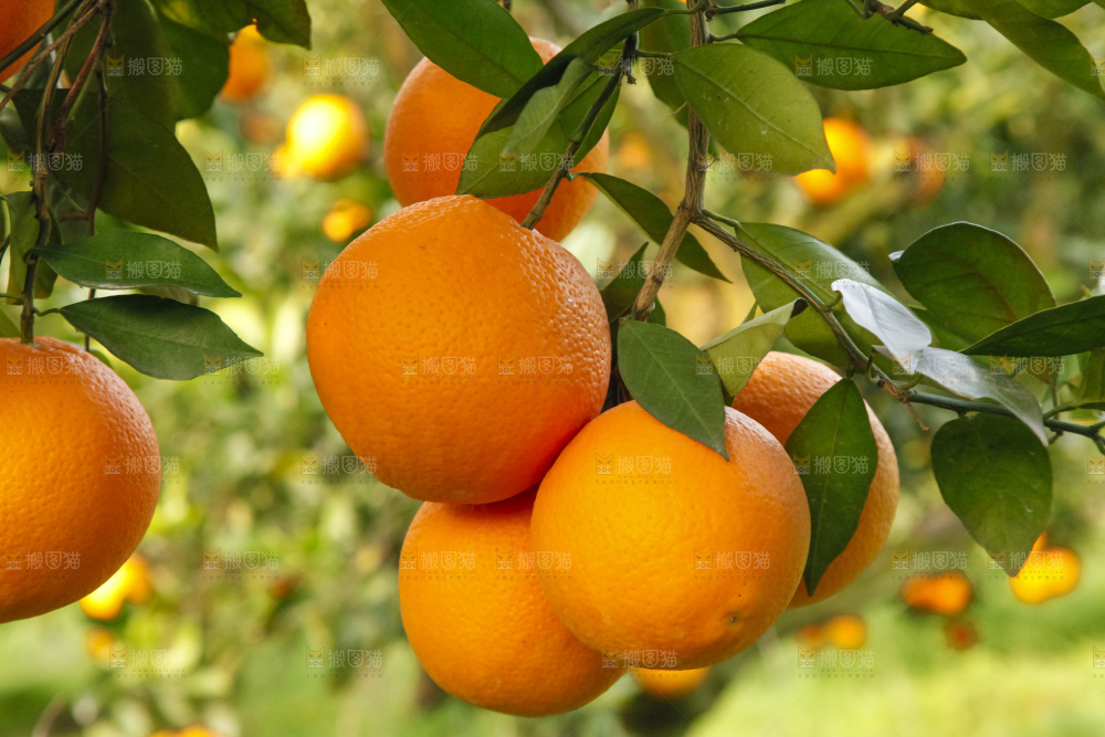 树上的中华红血橙