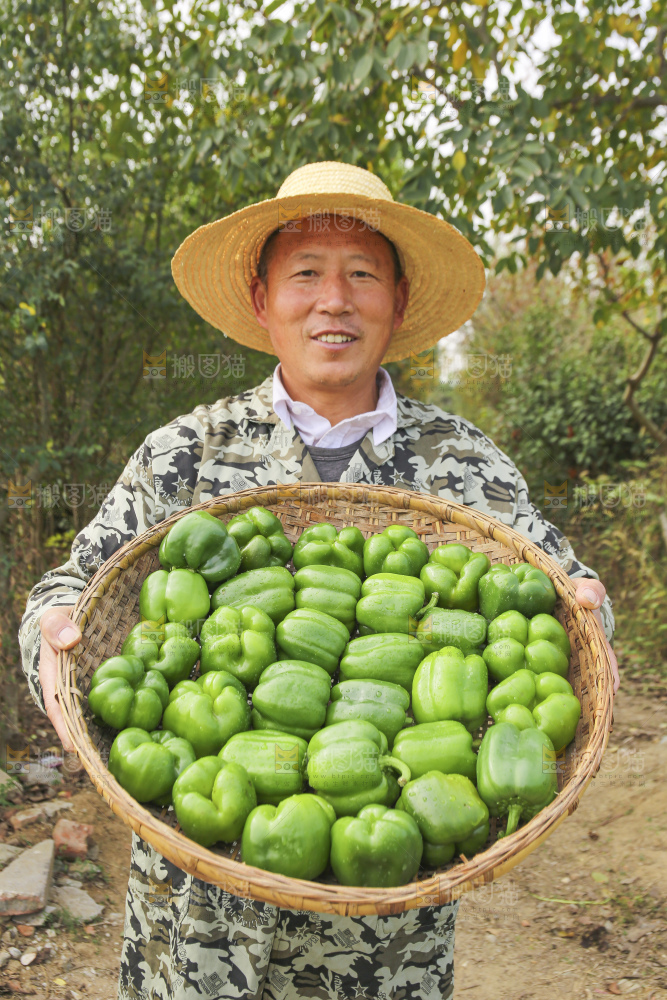 手里拿着新鲜青圆椒