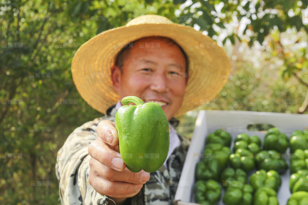 手里拿着新鲜青圆椒