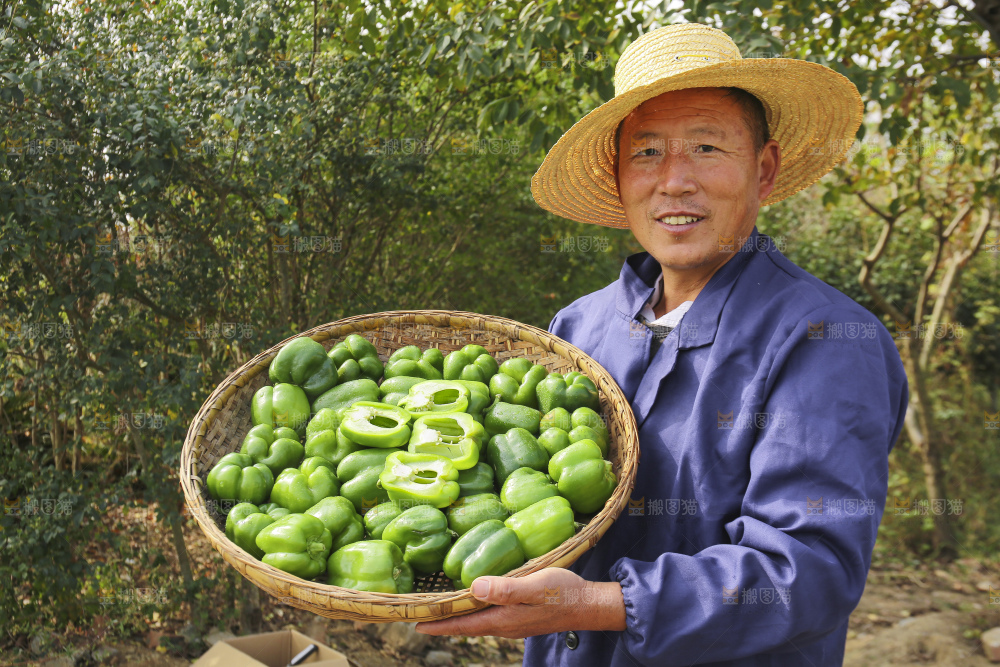手里拿着新鲜青圆椒