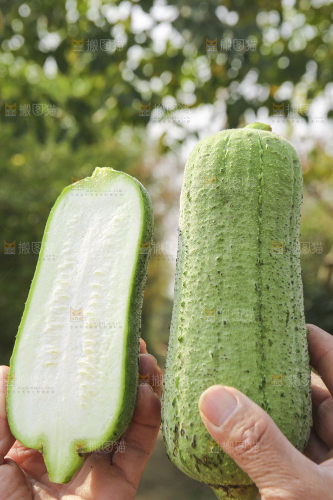 手里拿着新鲜丝瓜