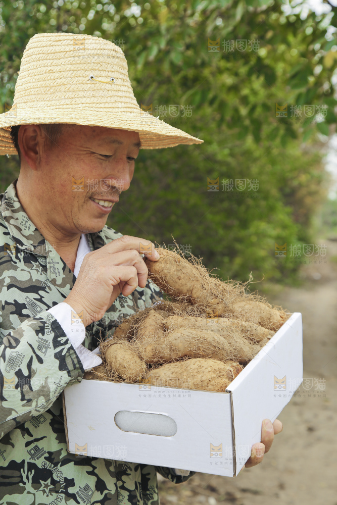 手里拿着新鲜毛薯