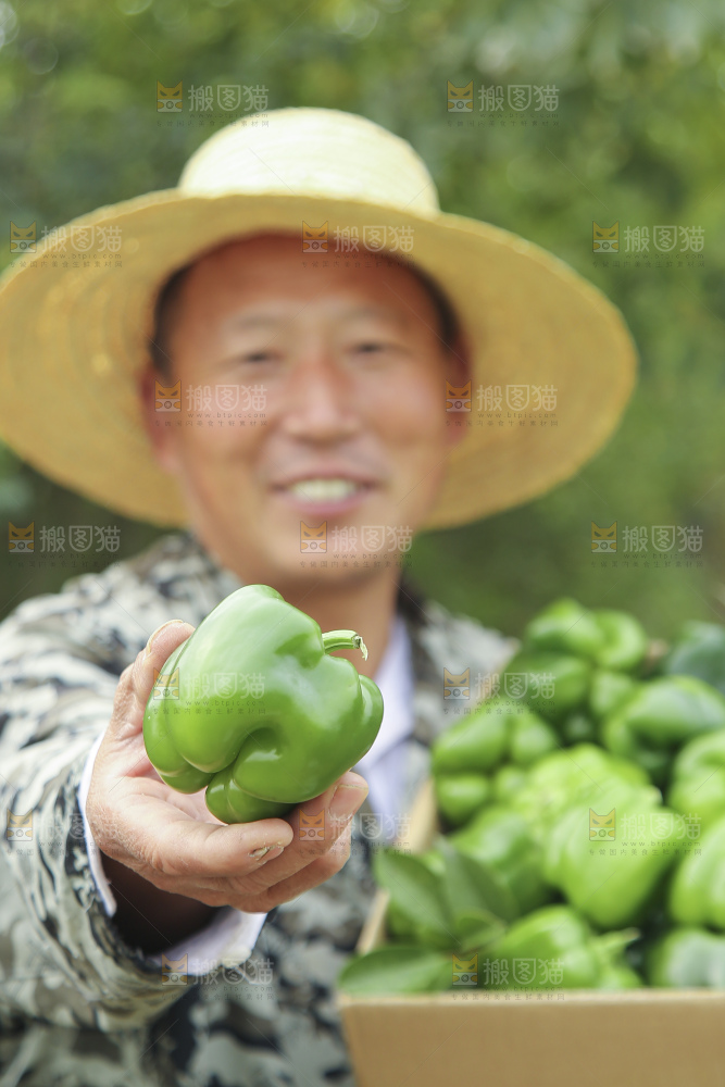 手里拿着新鲜青圆椒