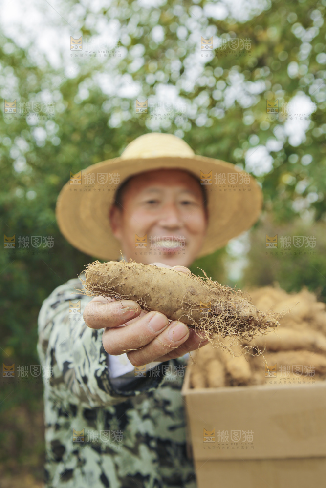 手里拿着新鲜毛薯