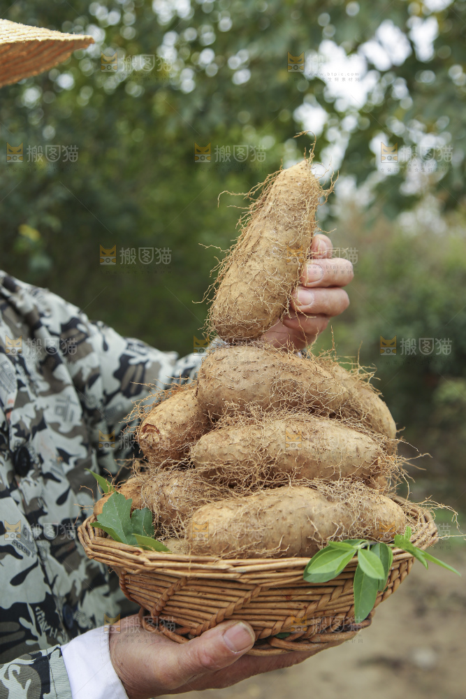 手里拿着新鲜毛薯