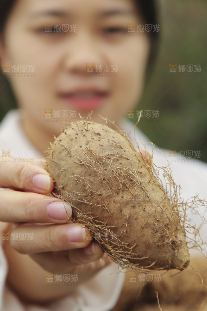手里拿着新鲜毛薯