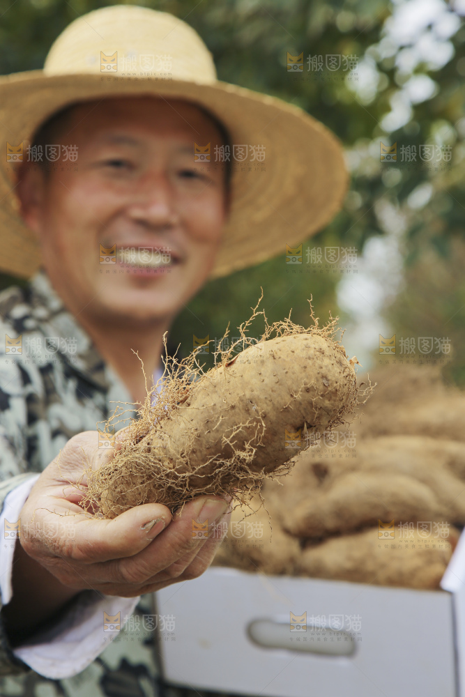 手里拿着新鲜毛薯