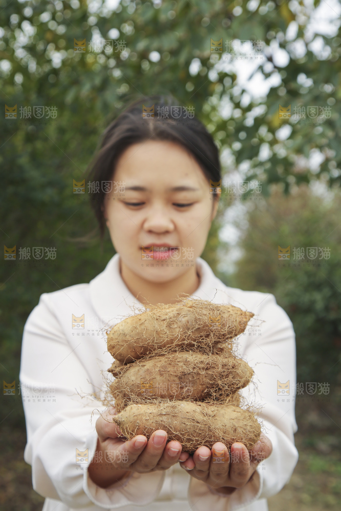 手里拿着新鲜毛薯