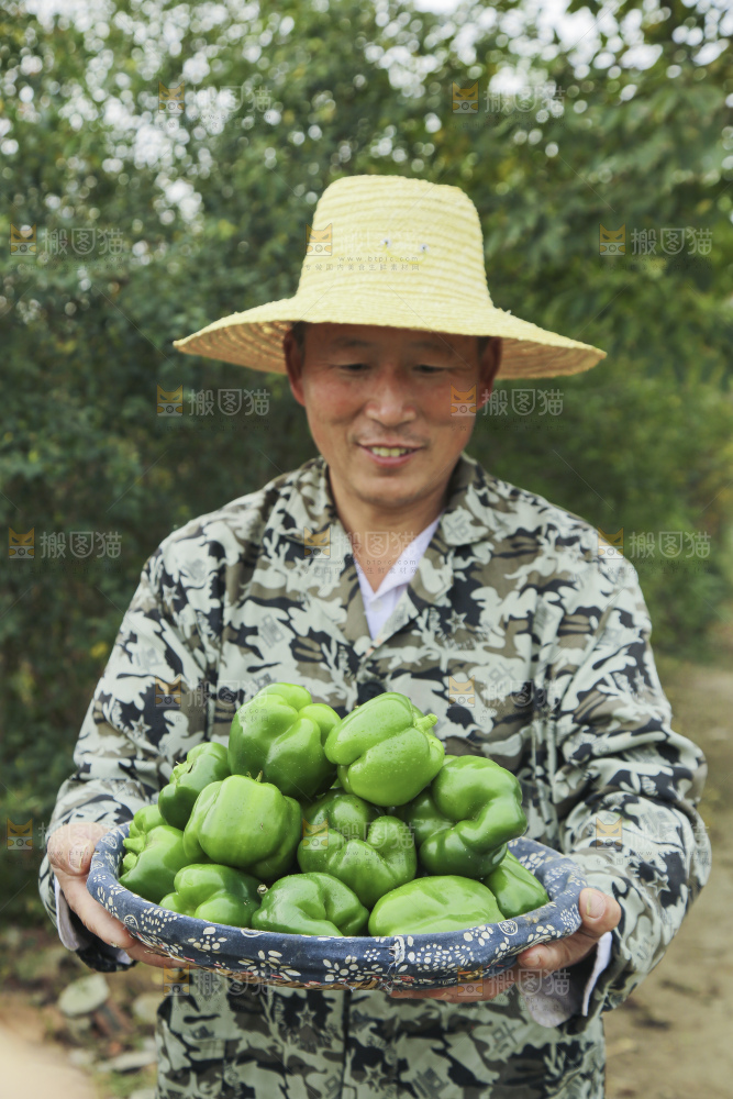 手里拿着新鲜青圆椒