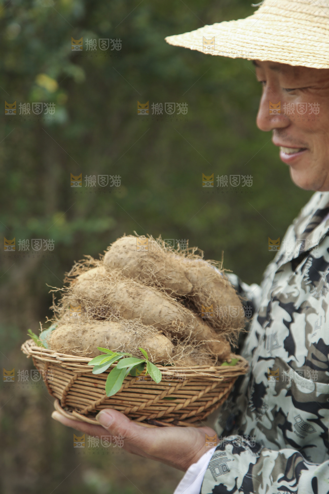 手里拿着新鲜毛薯
