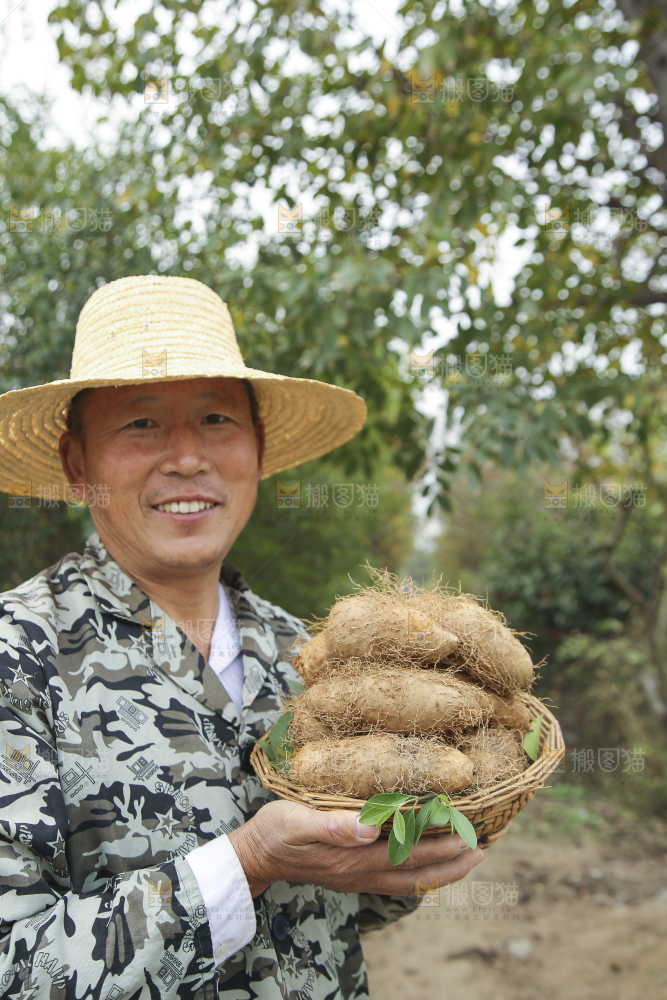 手里拿着新鲜毛薯
