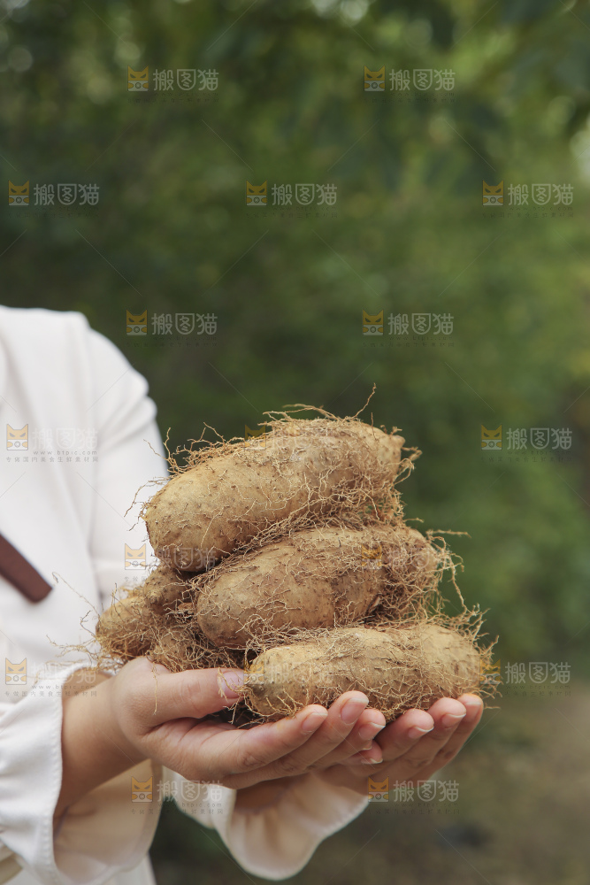 手里拿着新鲜毛薯