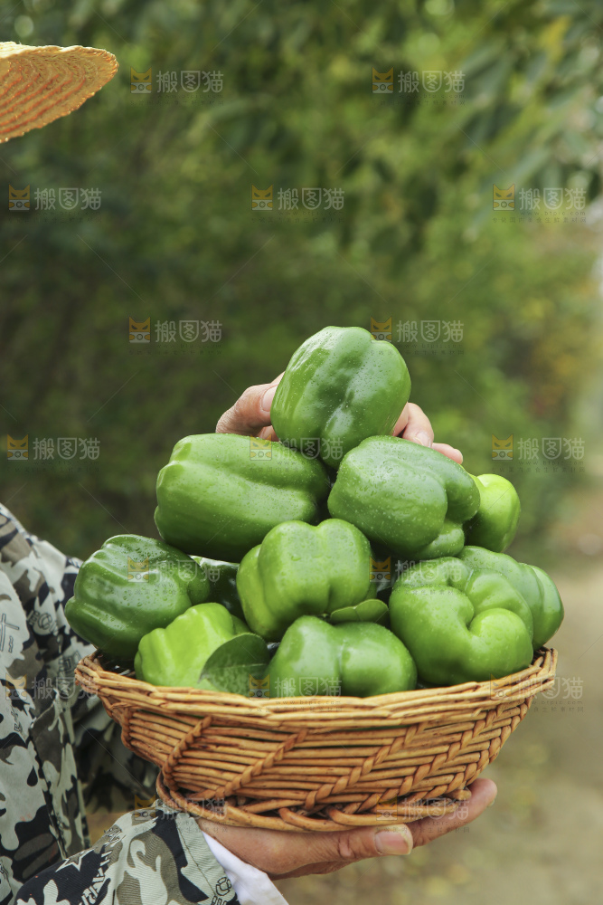 手里拿着新鲜青圆椒