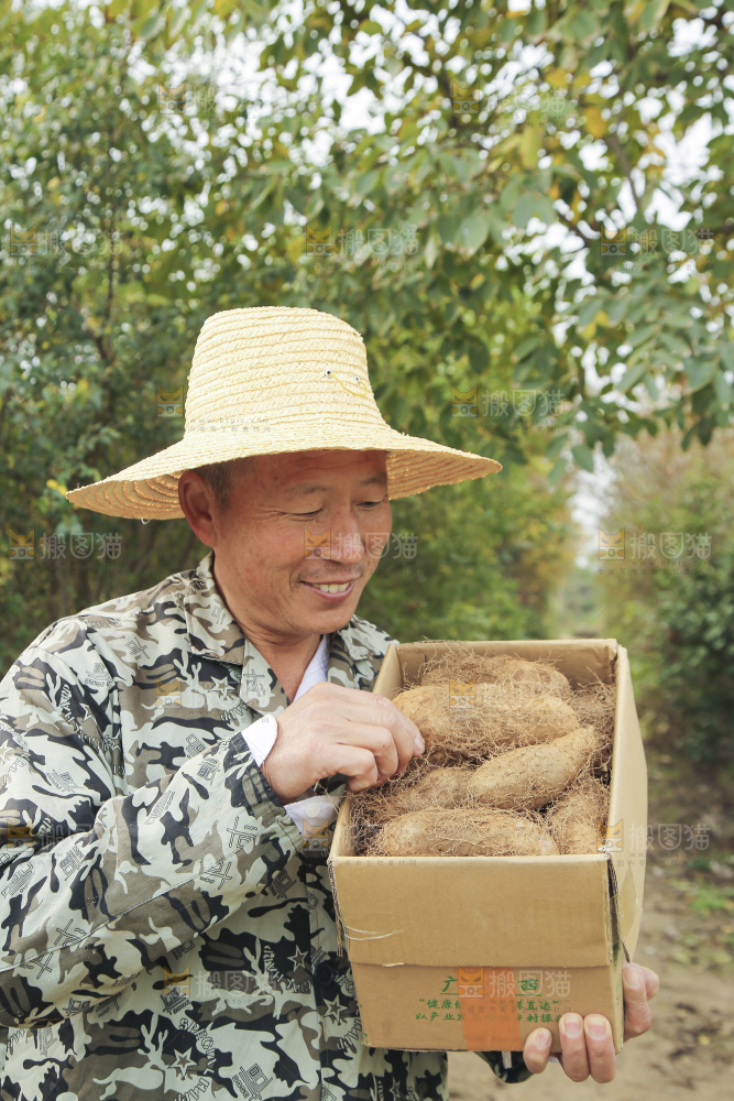 手里拿着新鲜毛薯