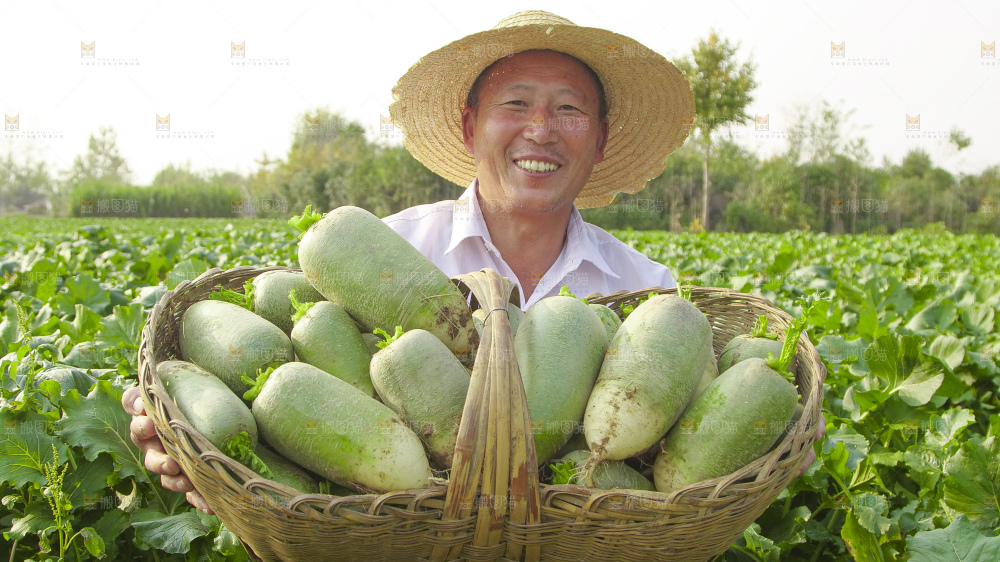 地里的沙窝萝卜