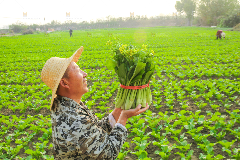 手里拿着广东菜心