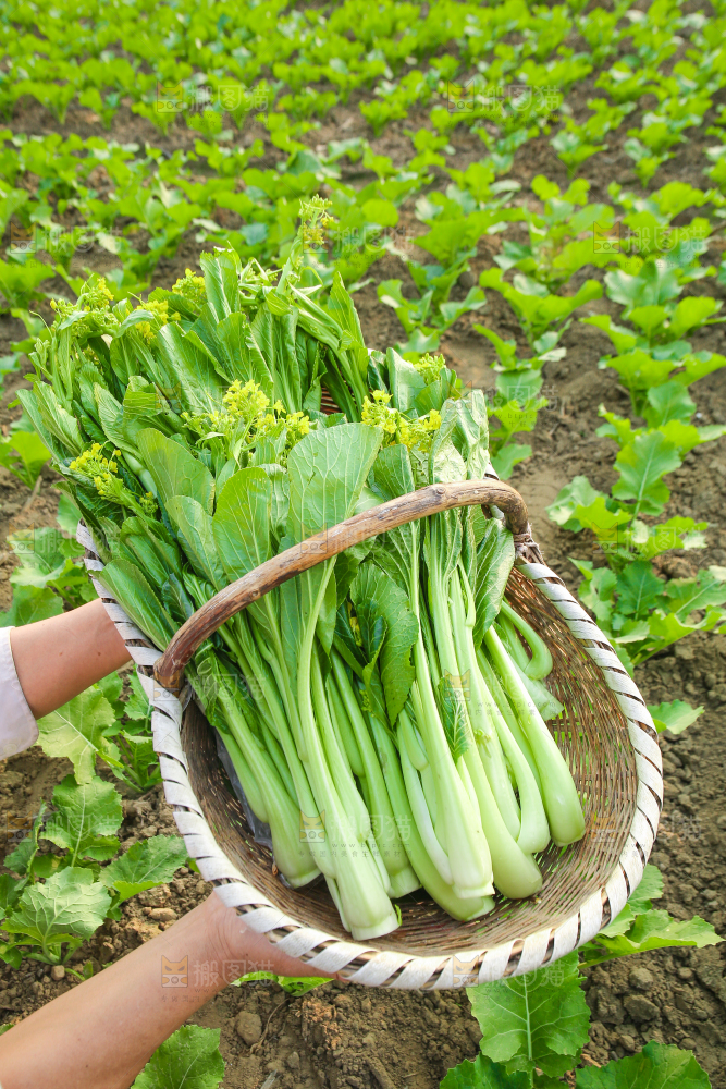 手里拿着广东菜心