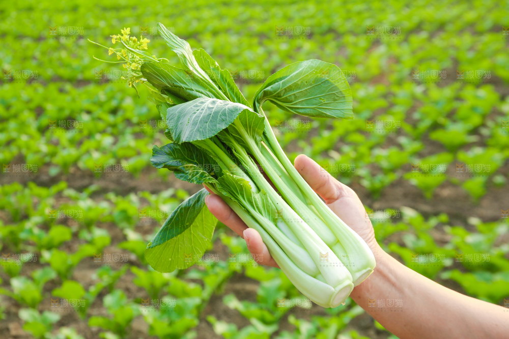 手里拿着广东菜心