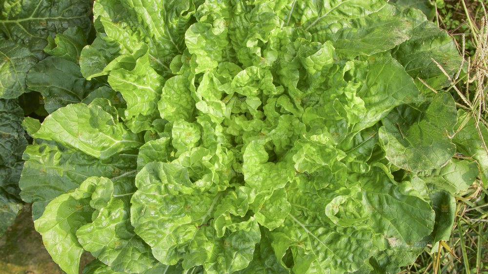 地里的大白菜