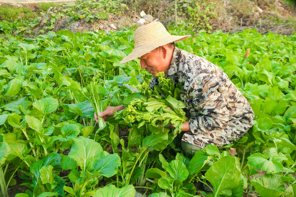手里拿着广东菜心