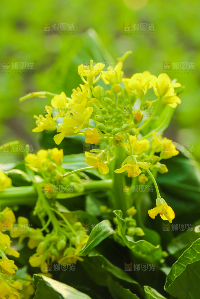 手里拿着广东菜心
