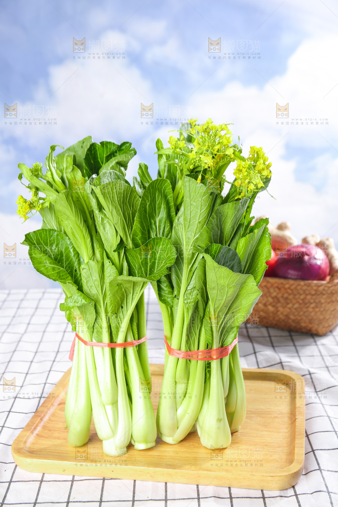 浅底上的广东菜心